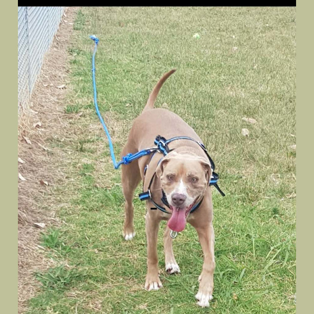 Photo of Bonnie   7 Year Old Ridgeback X