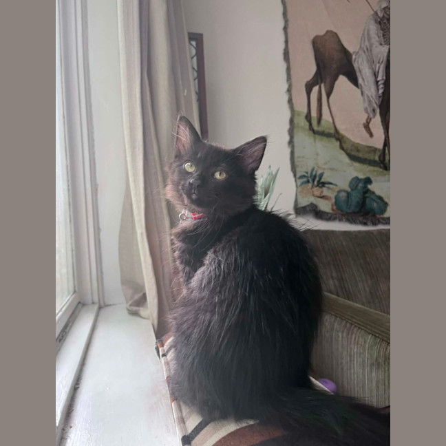 Photo of Huckleberry