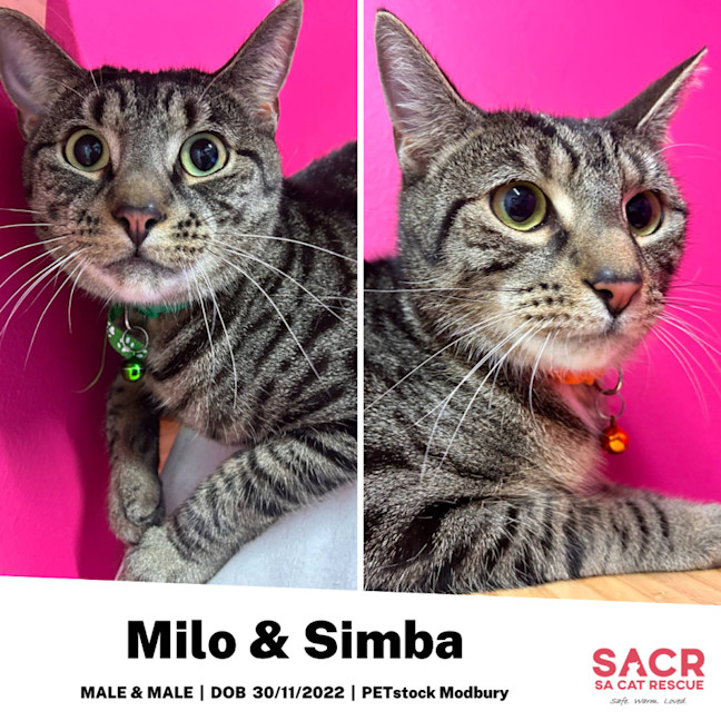 Photo of Milo & Simba