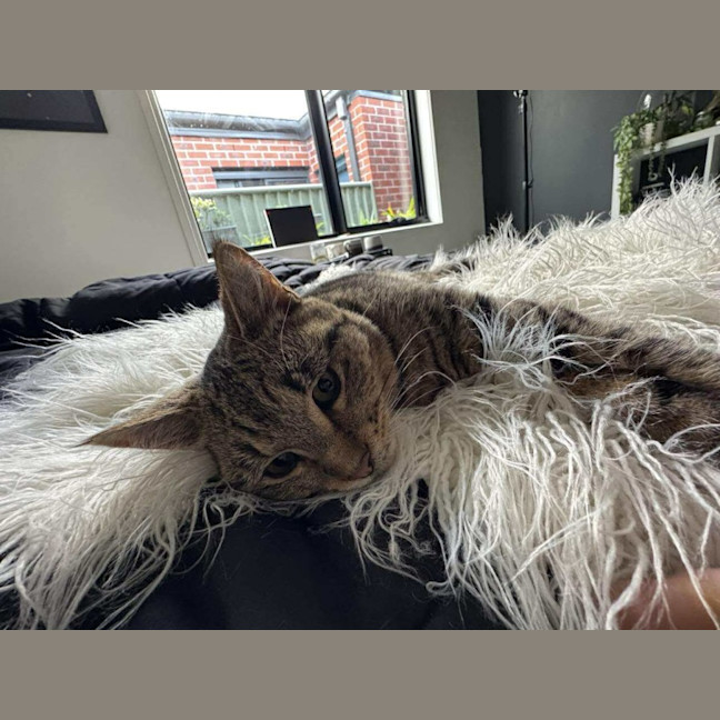 Photo of Bandit Meet Me At Petstock Keysborough Store