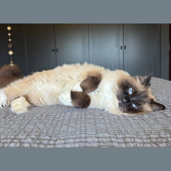 Photo of Yoda