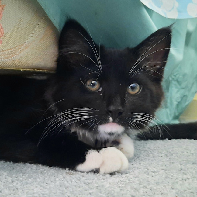 Photo of Jackson & Malakai   Located In Albert Park