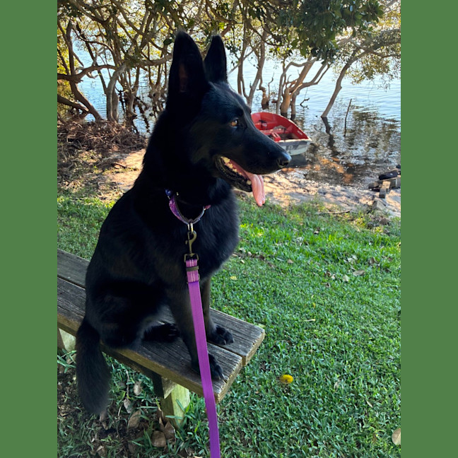 Photo of Indi