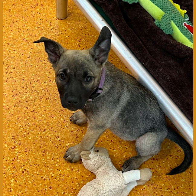 Photo of Missy