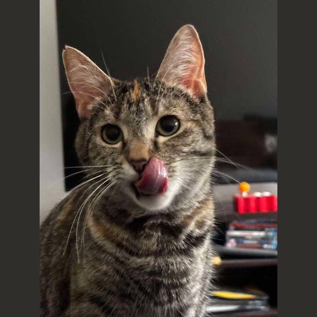 Photo of Mumma Cat (Urgent Home Needed) 