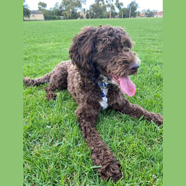 Photo of Milo Russelton