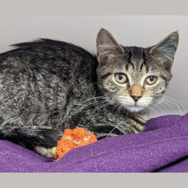 Photo of Merry Go Round