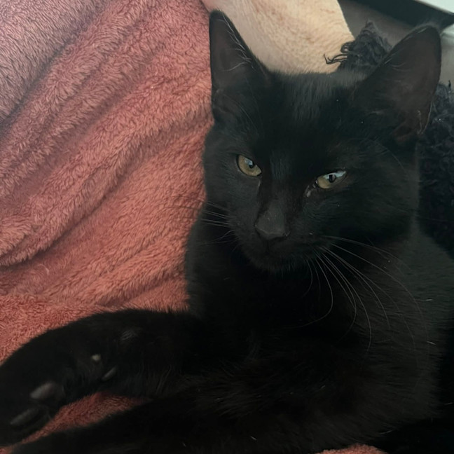 Photo of Sassy