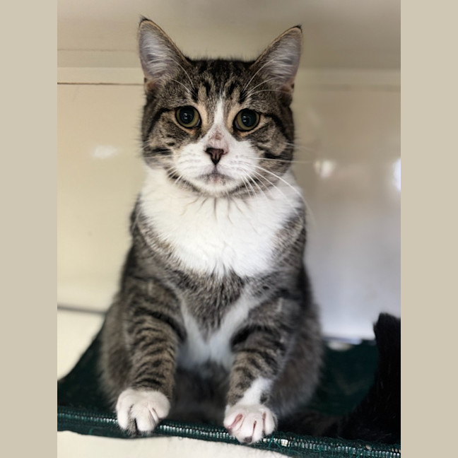 Photo of Pirate Pete