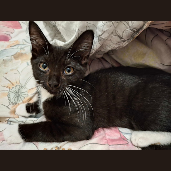 Photo of Calina (Poppy)