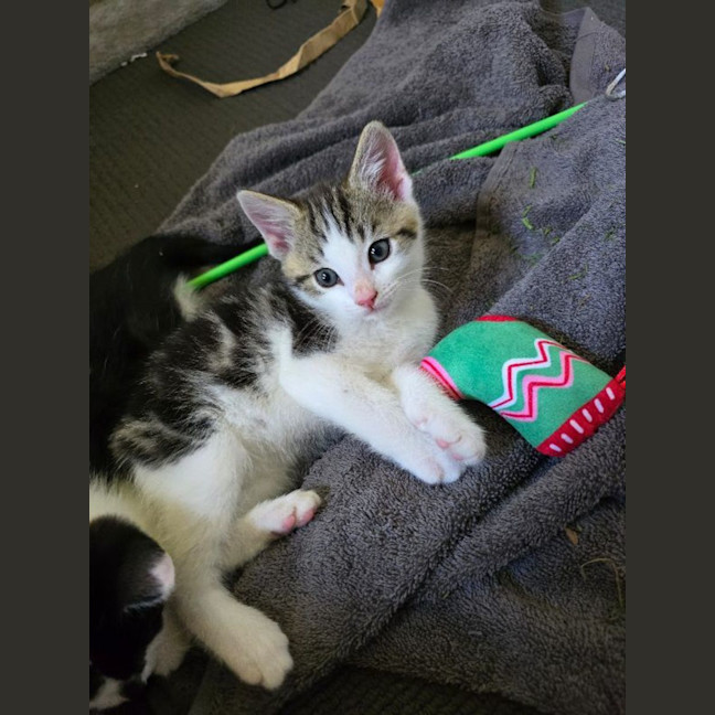 Photo of Laredo (Chipped As Loretto)