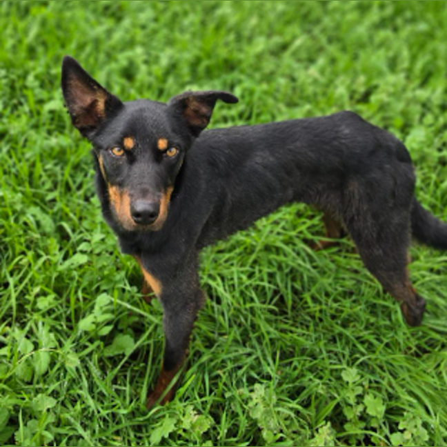 Photo of Atlas