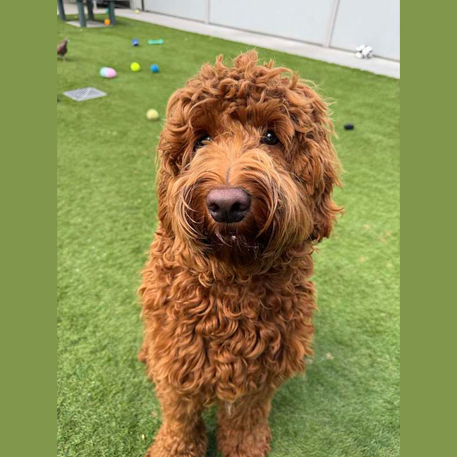 Photo of Caramel