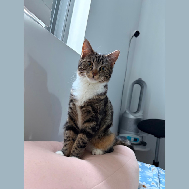 Photo of Mocha