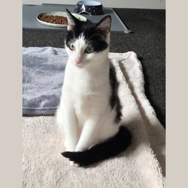 Photo of Clover Meet Me@Petstock Mornington Nepean Hwy