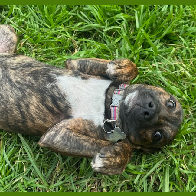 Photo of General Munchkin