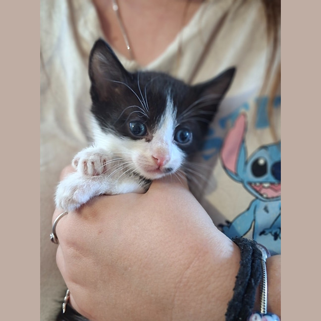 Photo of Freckle