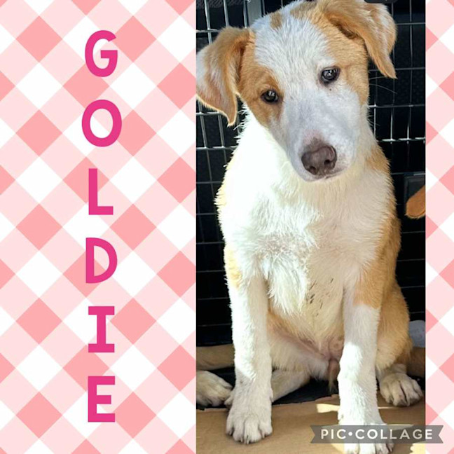 Photo of Goldie