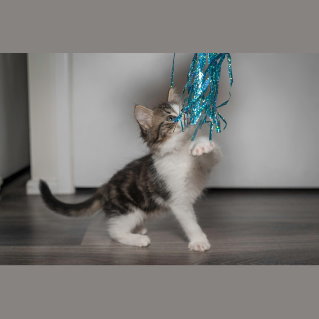 Photo of Shadow
