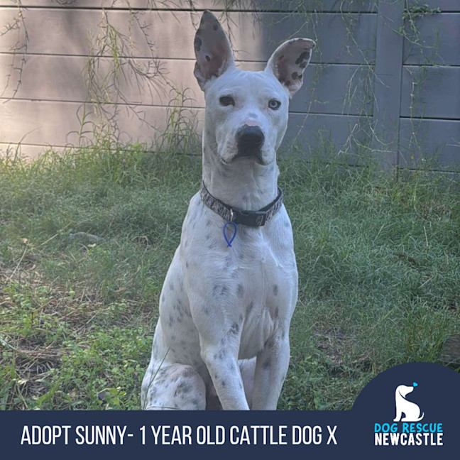 Photo of Sunny   1 Year Old Cattle Dog X