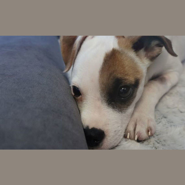 Photo of Sage 