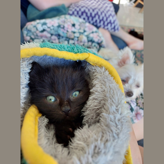 Photo of Benji (Female)