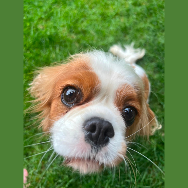 Photo of Loyal Miss Paris