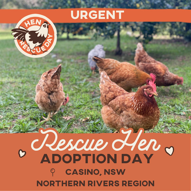 Photo of Rescue Hens