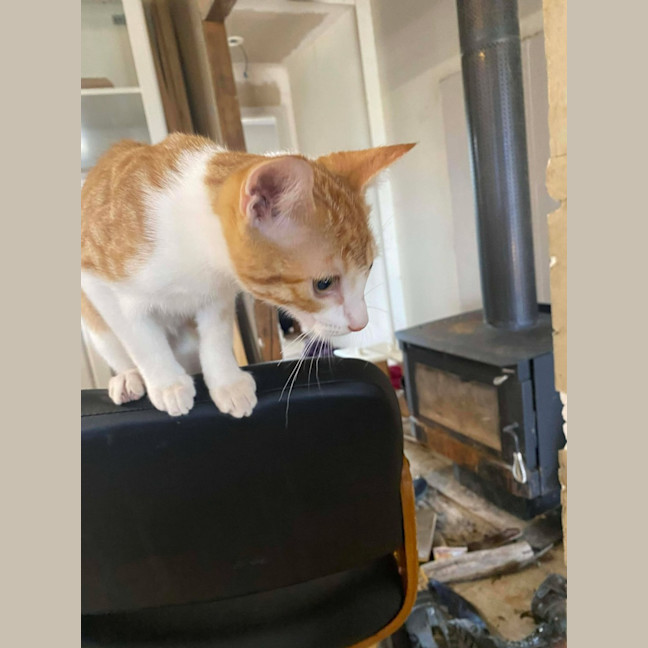 Photo of Tabasco (Located 60kms North Of Melb Cbd)