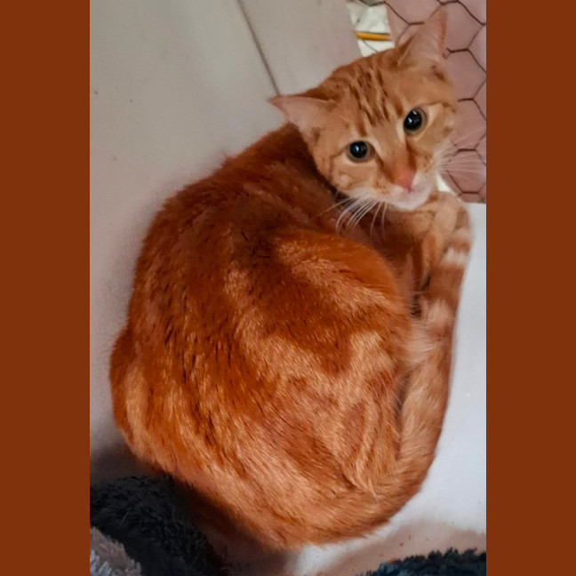 Photo of Bailey   Reduced Adoption Fee 