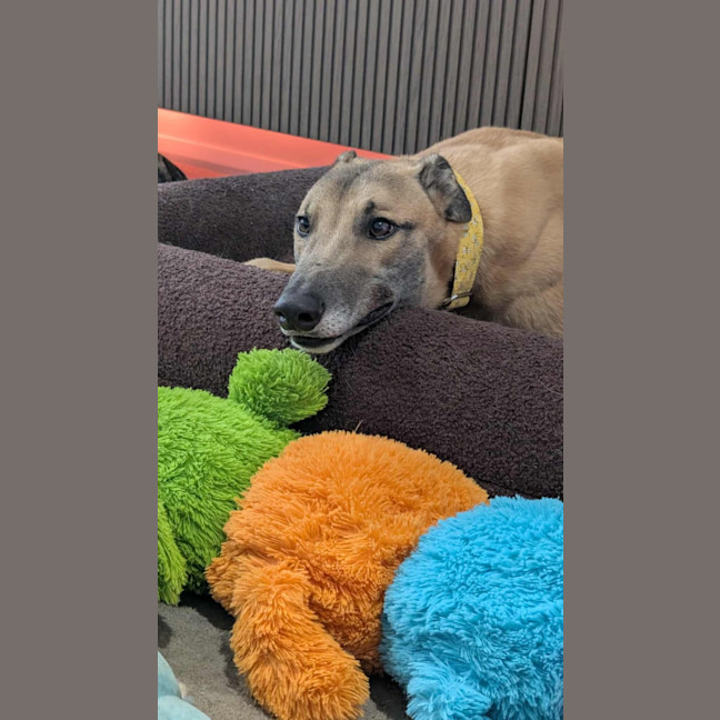 Photo of Sid, The Greyhound