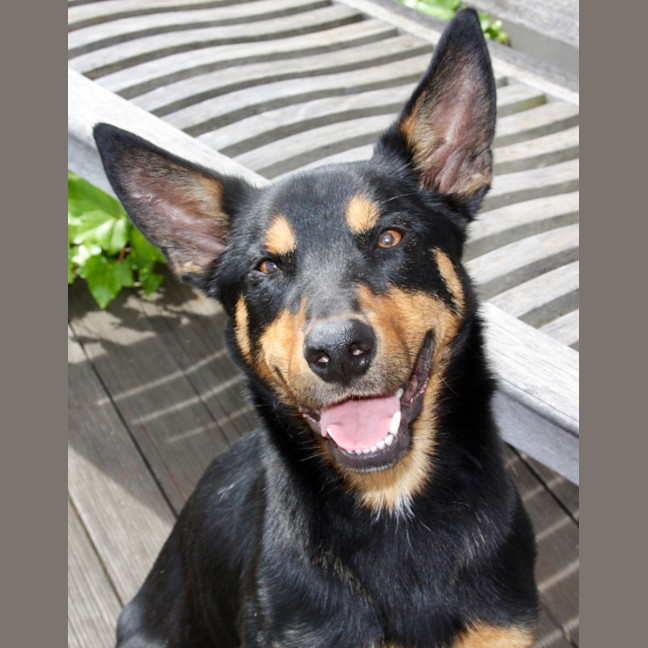 Photo of Rex