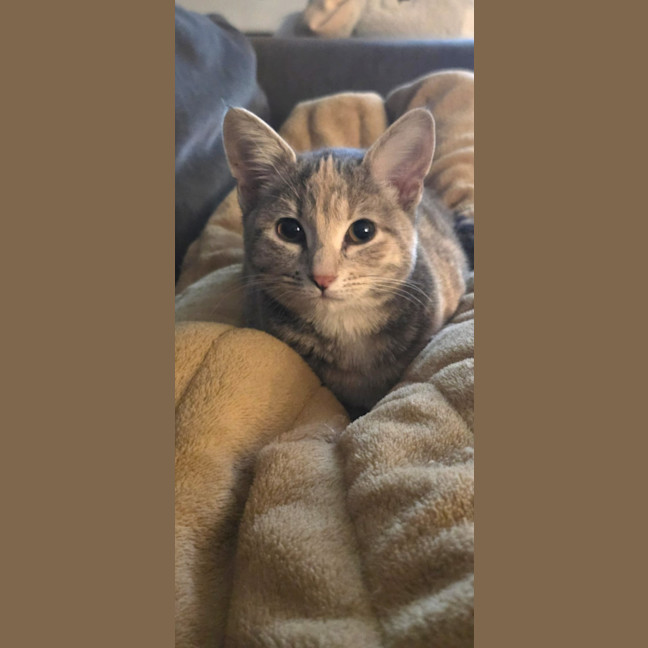 Photo of Peanut