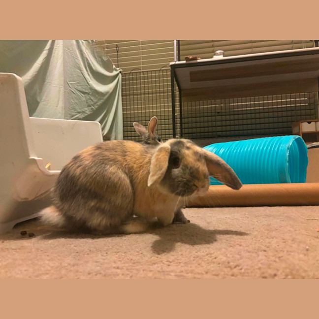 Photo of Qutie & Quince