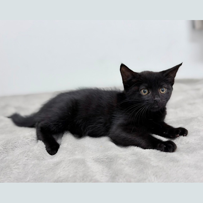 Photo of Cookie