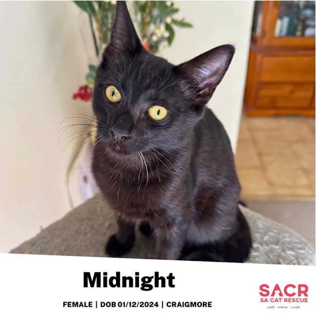 Photo of Midnight