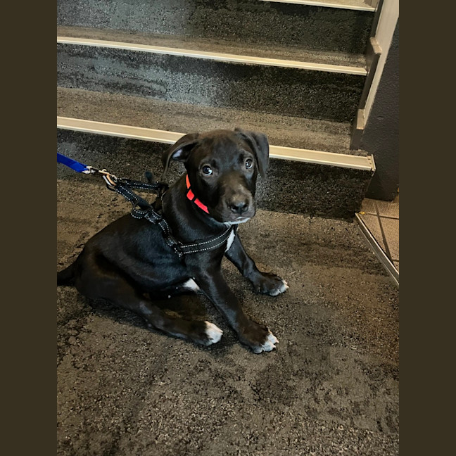 Photo of Loki   8 Week Old Staffy X (On Trial)