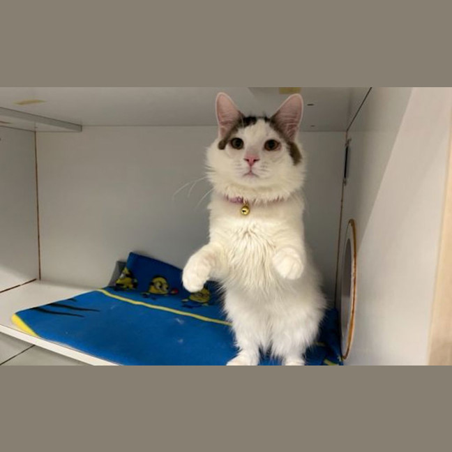Photo of Pickles