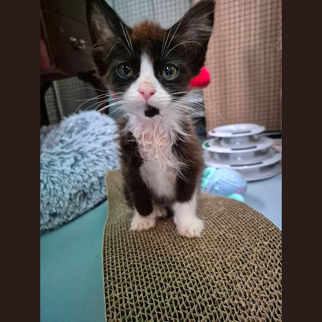 Photo of Panda ** 2nd Chance Cat Rescue**