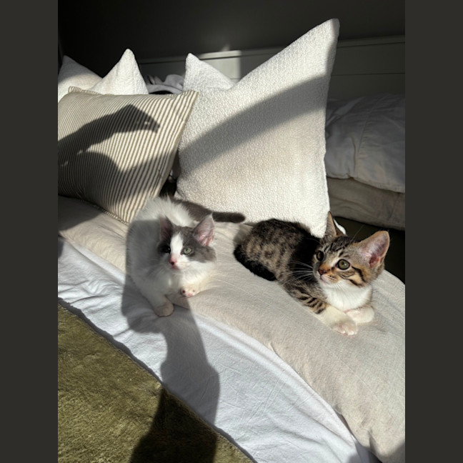 Photo of Albi & Atlas 