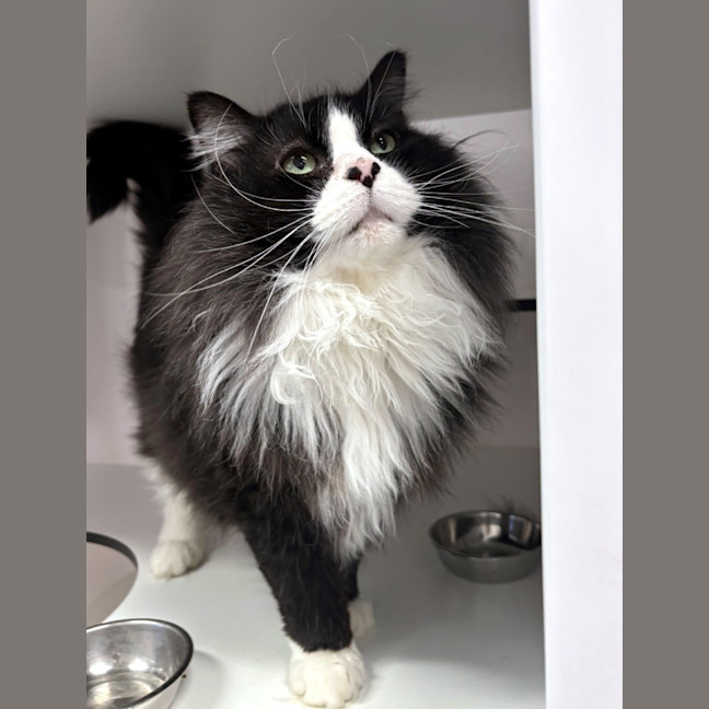 Photo of Chops Sta014579