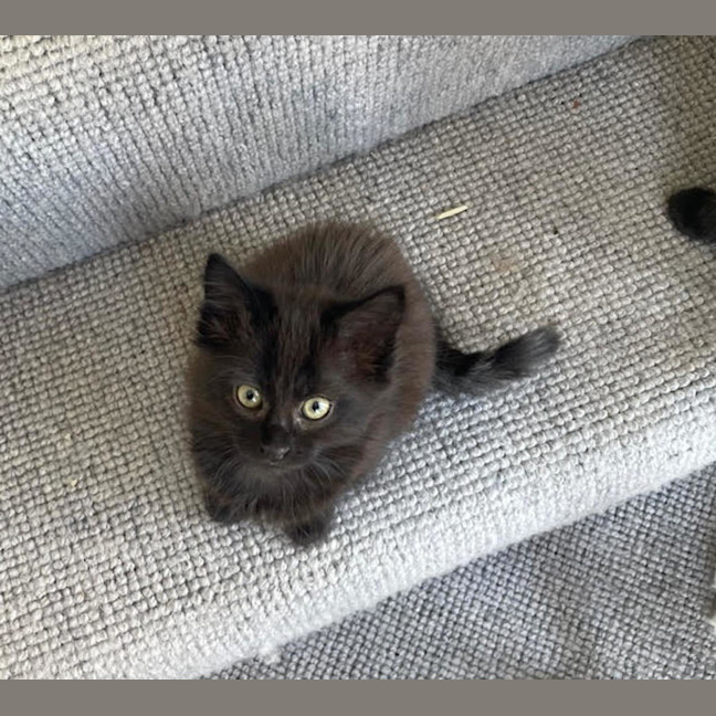 Photo of Spook