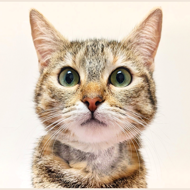 Photo of Jellycat