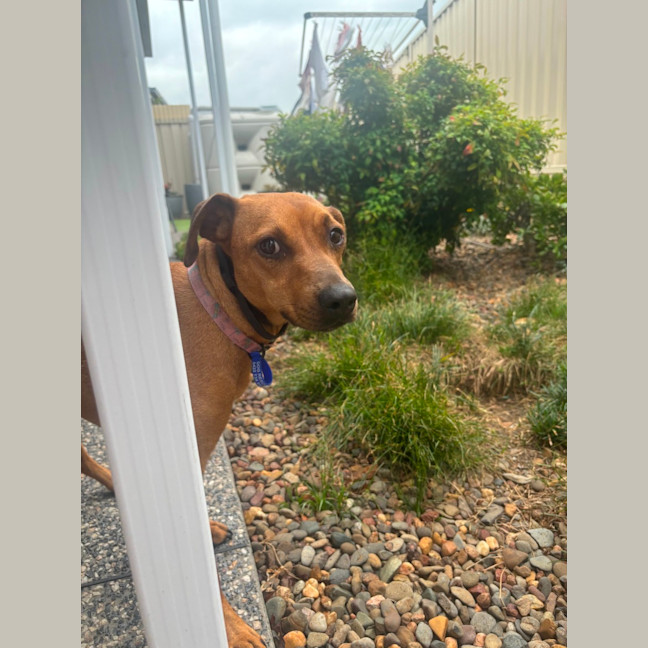 Photo of Gracie   2 Year Old Mixed Breed