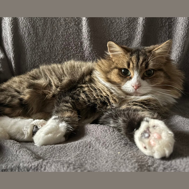 Photo of Gracie (Was Caramel Slice)