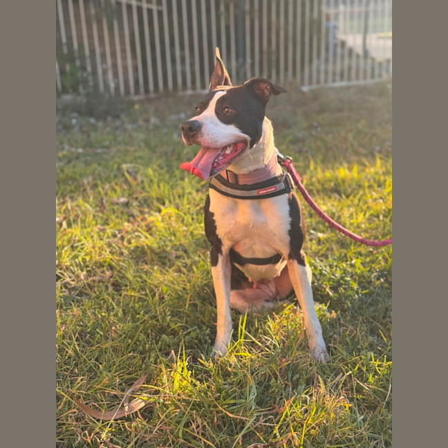 Photo of Stitch