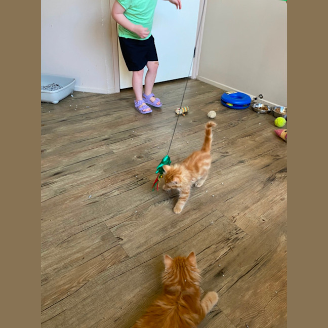 Photo of Blaze  Meet Me At Pet Stock Chelsea