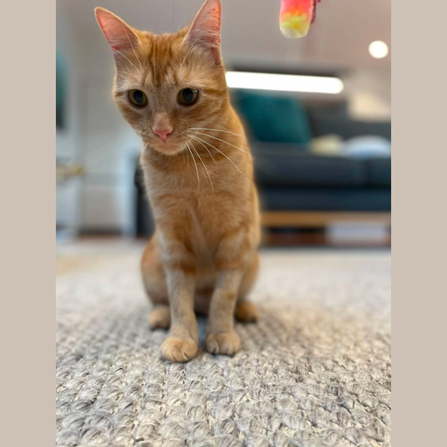 Photo of Mango   In Foster Care In Macleod