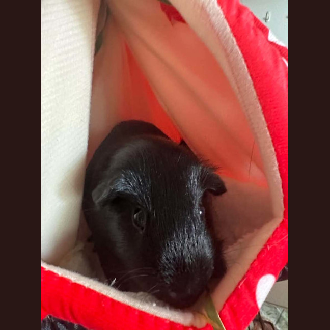 Photo of Jelly & Bean