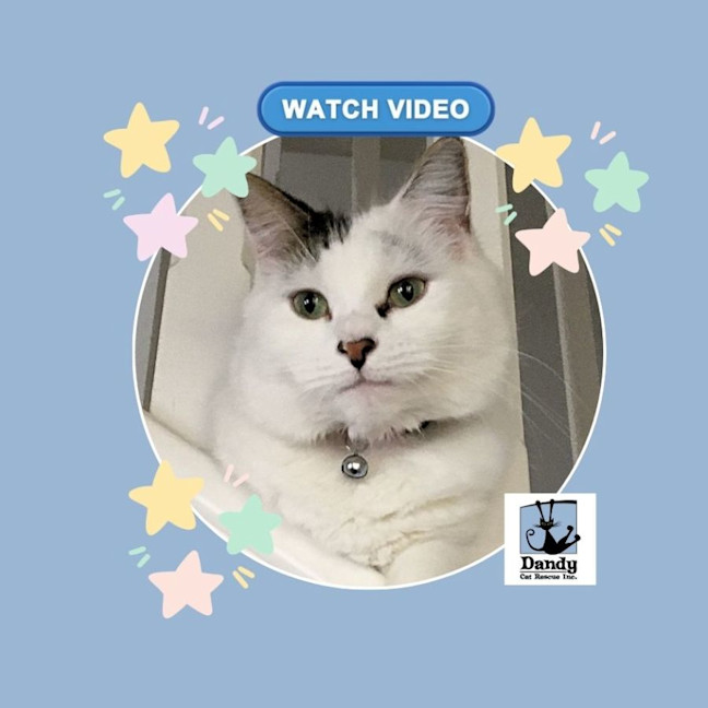 Photo of Estelle ^^Dandy Cat Rescue^^